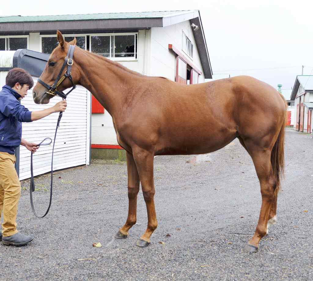 預託されている競走馬