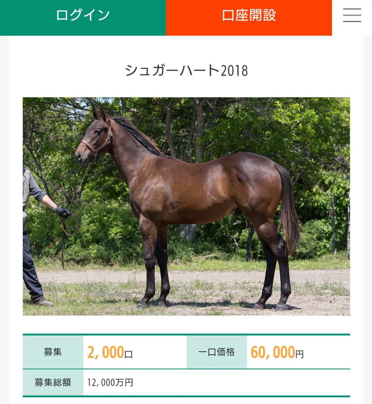 DMMバヌーシーの募集馬