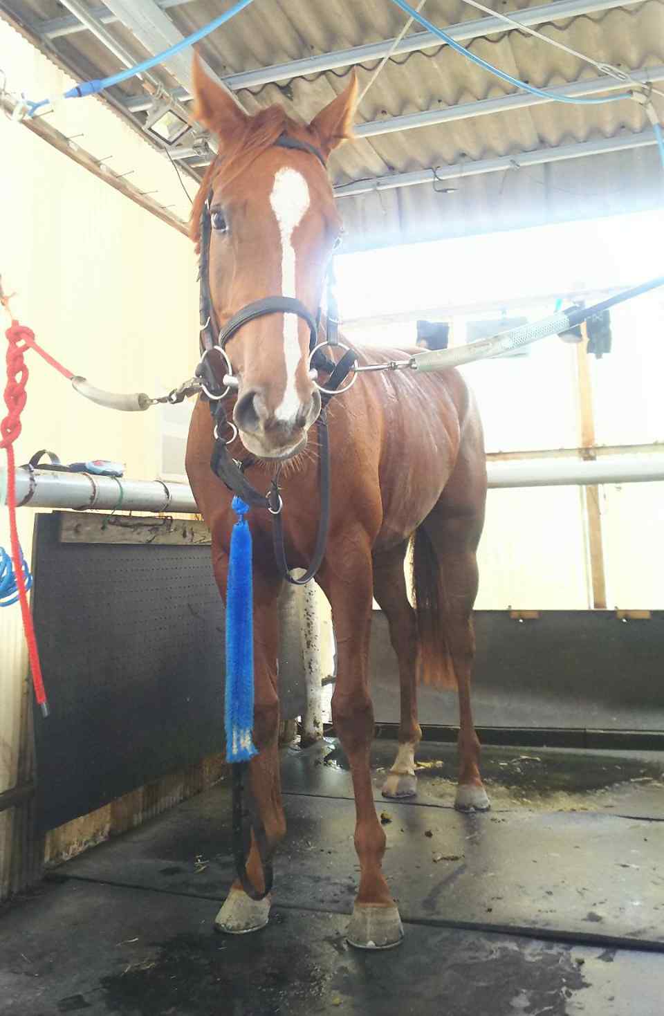 川崎競馬場についたシトリンちゃん