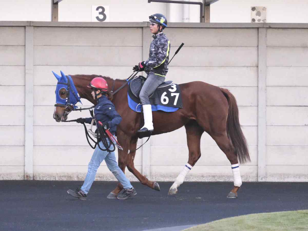 シトリンちゃん追い切り前