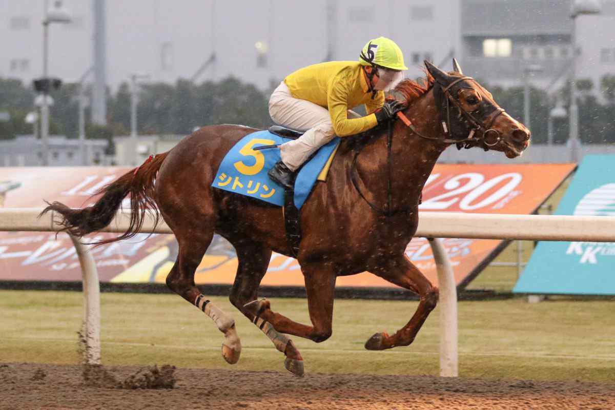 新馬戦優勝のシトリン号