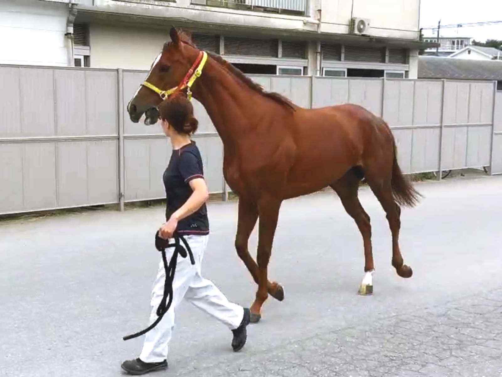 怪我をしたシトリンちゃん