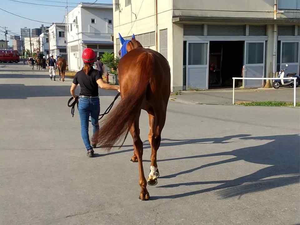 これからレースじゃなく馬運車へ