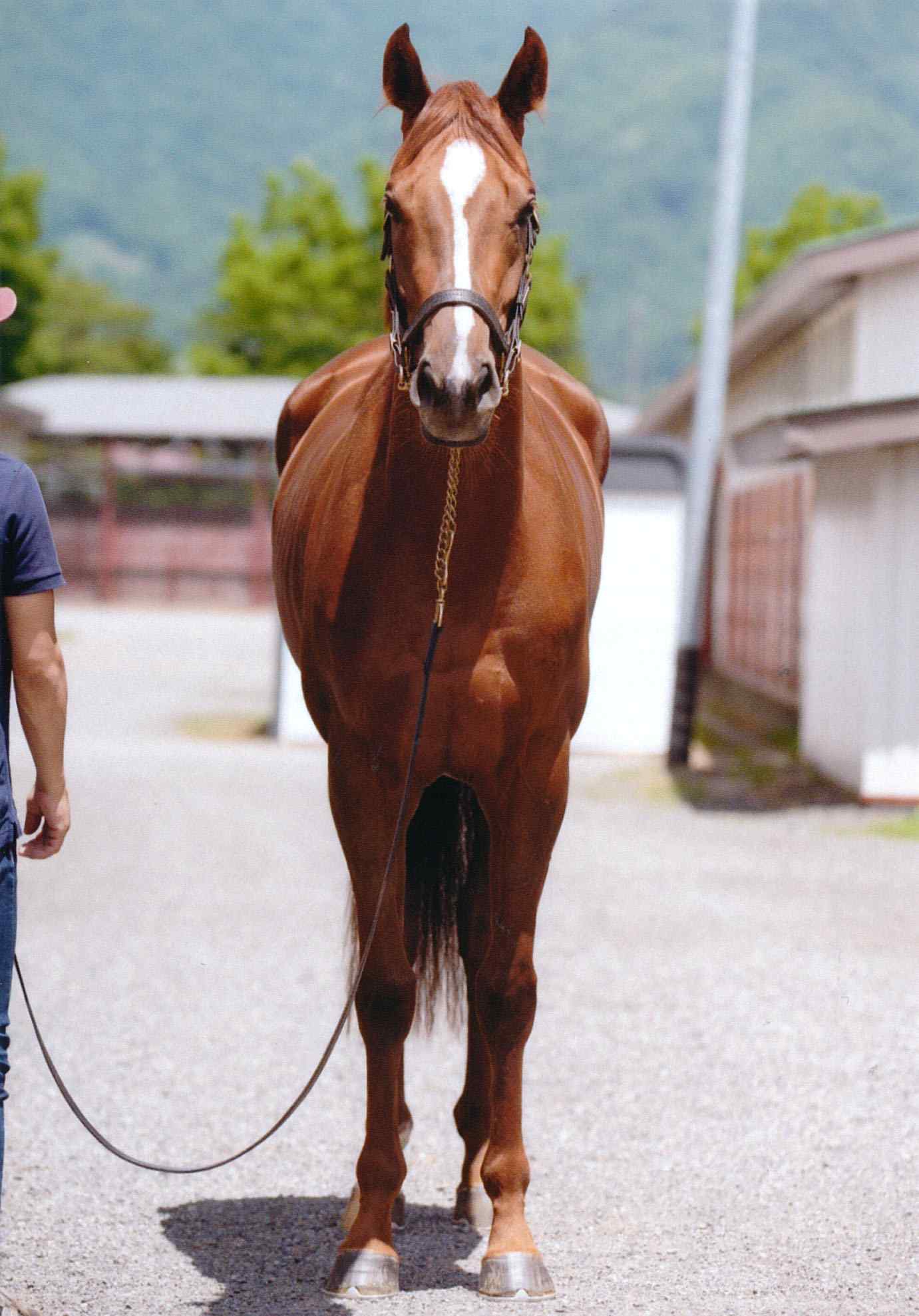 シトリンちゃん　2020年6月　前から