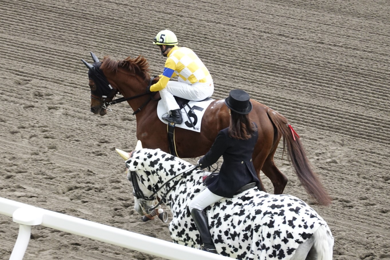 シトリンちゃんと誘導馬