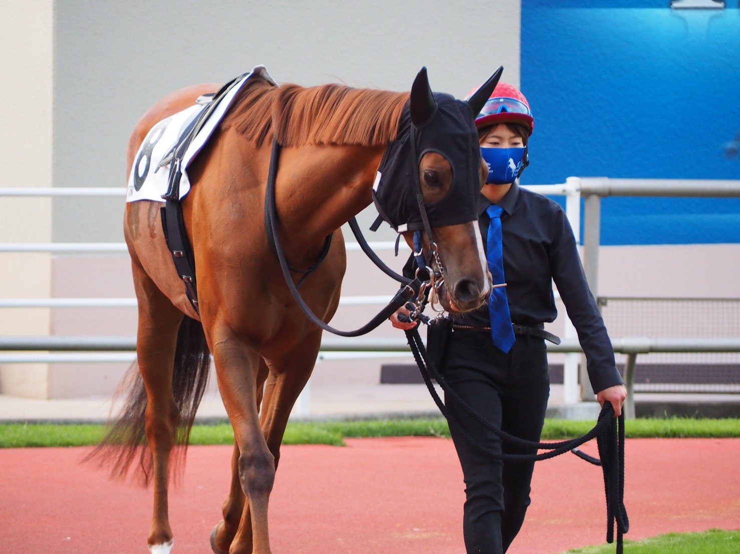 シトリンゃん8Rパドック