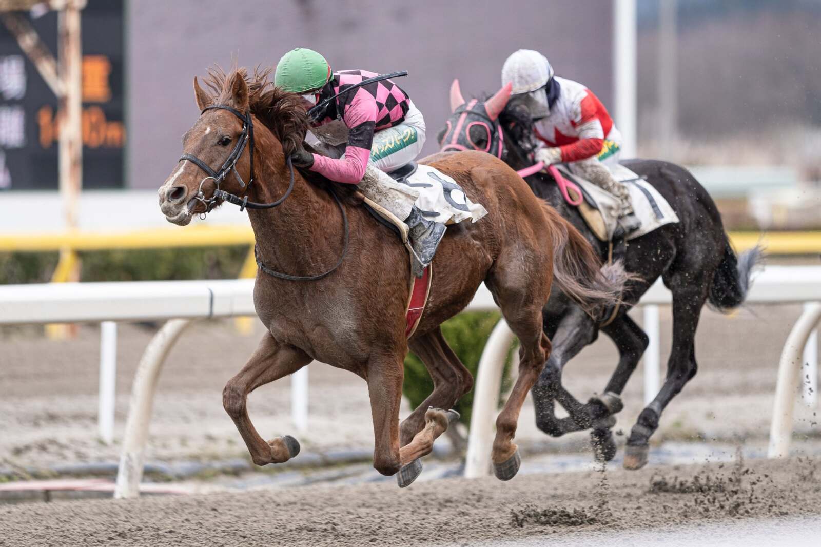 セキレイオペラ初勝利