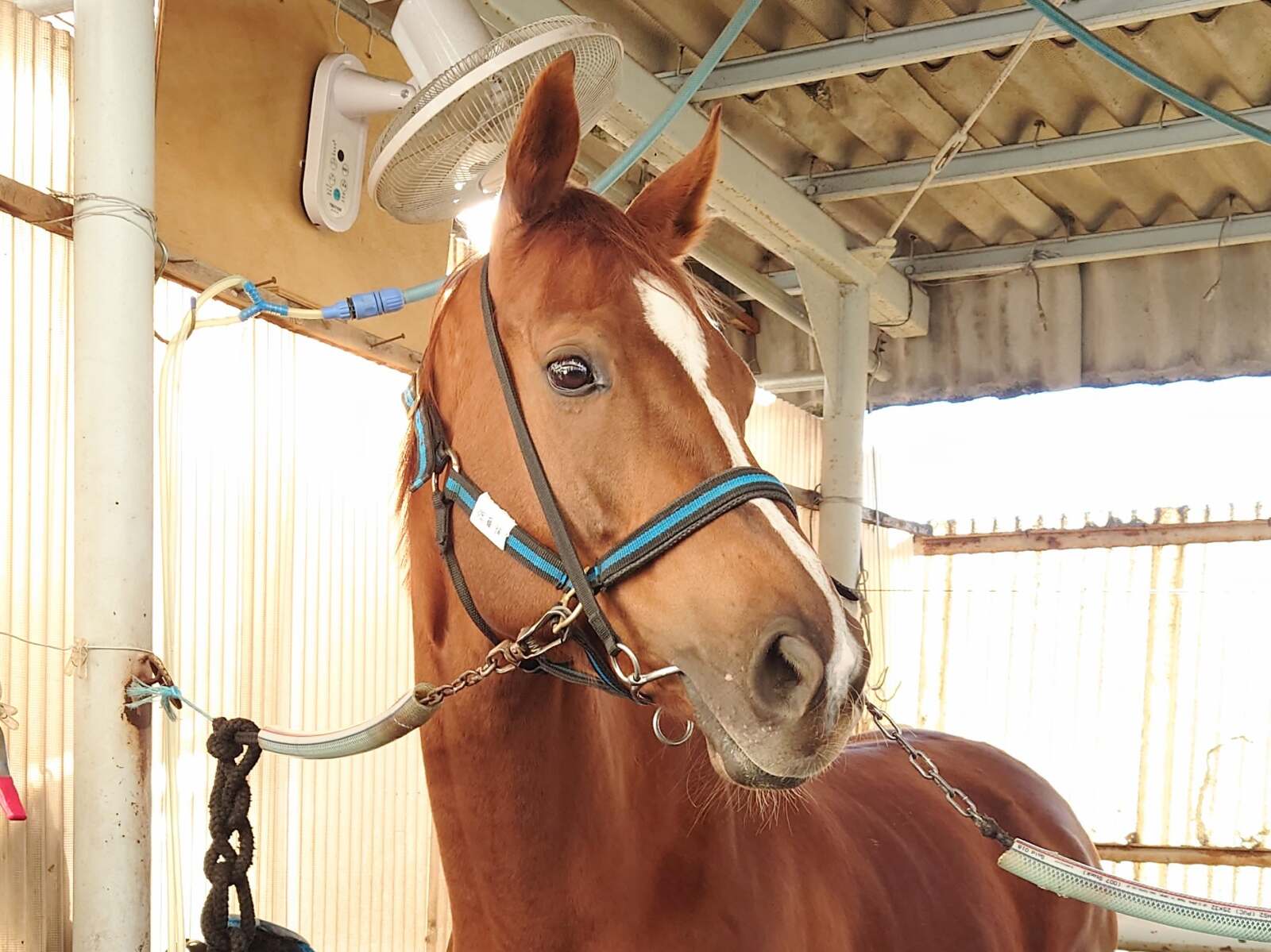 競馬場に帰ってきたシトリンちゃん